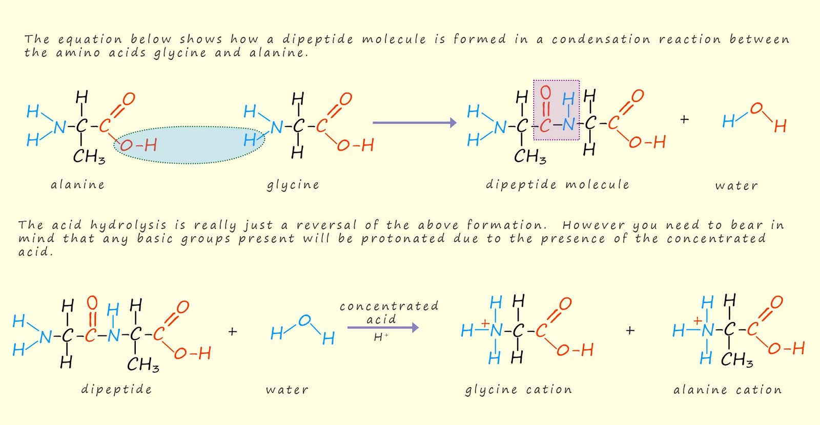 acid hydrolysis of a dipeptide showing the products produced.